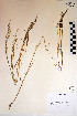  ( - 04-PMP-18564)  @11 [ ] Copyright (2007) University of Alberta Herbarium Unspecified