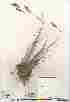  (Poa cusickii ssp epilis - Darbyshire_3903)  @11 [ ] Copyright (2010) copyright Canadian Museum of Nature