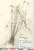  (Eremopyrum triticeum - 06-JMS-0661)  @11 [ ] Copyright (2007) Canadian Museum of Nature Unspecified