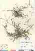  (Digitaria ischaemum - 06-JMS-0766)  @11 [ ] Copyright (2007) Canadian Museum of Nature Unspecified