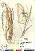  (Calamagrostis nutkaensis - 07-JMS-1199)  @11 [ ] Copyright (2007) Canadian Museum of Nature Unspecified
