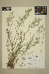  ( - 06-JMS-0336)  @11 [ ] Copyright (2010) University of British Columbia Herbarium University of British Columbia