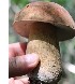  (Boletus reticulatus - G02000)  @11 [ ] CreativeCommons - Attribution Share-Alike (2022) Unspecified University of the Free State