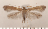  (Caloptilia semifascia - CLV2695)  @14 [ ] Copyright (2011) David C. Lees Research Collection of David C. Lees