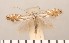 (Phyllonorycter vulturella - CLV2803)  @13 [ ] Copyright (2011) David C. Lees Unspecified