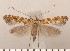  (Gracillaria syringella - CLV2918)  @15 [ ] Copyright (2011) David C. Lees Unspecified