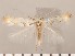  (Phyllonorycter abrasella - CLV2934)  @14 [ ] Copyright (2011) David C. Lees Unspecified