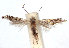  (Phyllonorycter aceripestis - DP09039)  @14 [ ] Copyright (2010) Unspecified Research Collection of W. and J. De Prins
