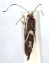  (Phyllonorycter aceriphaga - DP09040)  @11 [ ] Copyright (2010) Unspecified Research Collection of W. and J. De Prins