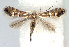  (Phyllonorycter mongolicae - DP09063)  @14 [ ] Copyright (2010) Unspecified Research Collection of W. and J. De Prins