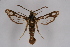  ( - CCDB-04643 G07)  @11 [ ] CreativeCommons - Attribution Non-Commercial Share-Alike (2010) Sesiidae Research Group Sesiidae Research Group