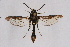  (Aegerina - FP Lep 00542)  @13 [ ] CreativeCommons - Attribution Non-Commercial Share-Alike (2009) Unspecified Sesiidae Research Group