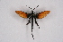  ( - FP Lep 00543)  @13 [ ] CreativeCommons - Attribution Non-Commercial Share-Alike (2009) Unspecified Sesiidae Research Group