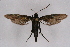  ( - FP Lep 00544)  @11 [ ] CreativeCommons - Attribution Non-Commercial Share-Alike (2009) Unspecified Sesiidae Research Group