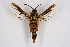  ( - FP Lep 00549)  @14 [ ] CreativeCommons - Attribution Non-Commercial Share-Alike (2009) Unspecified Sesiidae Research Group