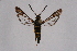  ( - FP Lep 00575)  @13 [ ] CreativeCommons - Attribution Non-Commercial Share-Alike (2009) Unspecified Sesiidae Research Group