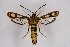  ( - FP Lep 00576)  @14 [ ] CreativeCommons - Attribution Non-Commercial Share-Alike (2009) Unspecified Sesiidae Research Group