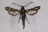  ( - FP Lep 00578)  @11 [ ] CreativeCommons - Attribution Non-Commercial Share-Alike (2009) Unspecified Sesiidae Research Group