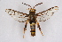  (Sesia cf. yezoensis - FP Lep 00579)  @15 [ ] CreativeCommons - Attribution Non-Commercial Share-Alike (2009) Unspecified Sesiidae Research Group