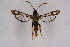  ( - FP Lep 00583)  @14 [ ] CreativeCommons - Attribution Non-Commercial Share-Alike (2009) Unspecified Sesiidae Research Group