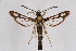  ( - FP Lep 00586)  @14 [ ] CreativeCommons - Attribution Non-Commercial Share-Alike (2009) Unspecified Sesiidae Research Group