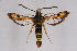  (Pyropteron nigrobarbata - FP Lep 00589)  @14 [ ] CreativeCommons - Attribution Non-Commercial Share-Alike (2009) Unspecified Sesiidae Research Group