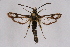  ( - FP Lep 00592)  @13 [ ] CreativeCommons - Attribution Non-Commercial Share-Alike (2009) Unspecified Sesiidae Research Group