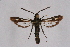  ( - FP Lep 00594)  @14 [ ] CreativeCommons - Attribution Non-Commercial Share-Alike (2009) Unspecified Sesiidae Research Group