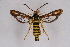  ( - FP Lep 00595)  @13 [ ] CreativeCommons - Attribution Non-Commercial Share-Alike (2009) Unspecified Sesiidae Research Group