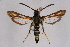  ( - FP Lep 00596)  @14 [ ] CreativeCommons - Attribution Non-Commercial Share-Alike (2009) Unspecified Sesiidae Research Group