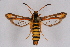  ( - FP Lep 00597)  @14 [ ] CreativeCommons - Attribution Non-Commercial Share-Alike (2009) Unspecified Sesiidae Research Group