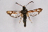  ( - FP Lep 00599)  @13 [ ] CreativeCommons - Attribution Non-Commercial Share-Alike (2009) Unspecified Sesiidae Research Group