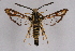  ( - FP Lep 00600)  @15 [ ] CreativeCommons - Attribution Non-Commercial Share-Alike (2009) Unspecified Sesiidae Research Group