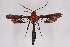  ( - FP Lep 00604)  @14 [ ] CreativeCommons - Attribution Non-Commercial Share-Alike (2009) Unspecified Sesiidae Research Group