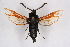  ( - FP Lep 00617)  @13 [ ] CreativeCommons - Attribution Non-Commercial Share-Alike (2009) Unspecified Sesiidae Research Group