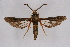  ( - FP Lep 00618)  @13 [ ] CreativeCommons - Attribution Non-Commercial Share-Alike (2009) Unspecified Sesiidae Research Group