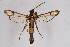  ( - FP Lep 00619)  @11 [ ] CreativeCommons - Attribution Non-Commercial Share-Alike (2009) Unspecified Sesiidae Research Group