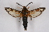  ( - FP Lep 00623)  @13 [ ] CreativeCommons - Attribution Non-Commercial Share-Alike (2009) Unspecified Sesiidae Research Group