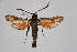  ( - FP Lep 00625)  @13 [ ] CreativeCommons - Attribution Non-Commercial Share-Alike (2009) Unspecified Sesiidae Research Group