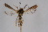  ( - FP Lep 00627)  @12 [ ] CreativeCommons - Attribution Non-Commercial Share-Alike (2009) Unspecified Sesiidae Research Group