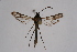  ( - FP Lep 00628)  @12 [ ] CreativeCommons - Attribution Non-Commercial Share-Alike (2009) Unspecified Sesiidae Research Group