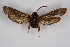  ( - FP Lep 00629)  @13 [ ] CreativeCommons - Attribution Non-Commercial Share-Alike (2009) Unspecified Sesiidae Research Group