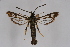  ( - FP Lep 00635)  @13 [ ] CreativeCommons - Attribution Non-Commercial Share-Alike (2009) Unspecified Sesiidae Research Group