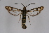  ( - FP Lep 00636)  @14 [ ] CreativeCommons - Attribution Non-Commercial Share-Alike (2009) Unspecified Sesiidae Research Group