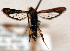  ( - CCDB-04612 A08)  @12 [ ] CreativeCommons - Attribution Non-Commercial Share-Alike (2010) Sesiidae Research Group Sesiidae Research Group