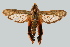  ( - CCDB-04612 A10)  @13 [ ] CreativeCommons - Attribution Non-Commercial Share-Alike (2010) Sesiidae Research Group Sesiidae Research Group