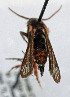  ( - CCDB-04612 B05)  @12 [ ] CreativeCommons - Attribution Non-Commercial Share-Alike (2010) Sesiidae Research Group Sesiidae Research Group