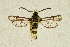  ( - CCDB-04616 A02)  @14 [ ] CreativeCommons - Attribution Non-Commercial Share-Alike (2010) Sesiidae Research Group Sesiidae Research Group