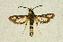  ( - CCDB-04616 A08)  @12 [ ] CreativeCommons - Attribution Non-Commercial Share-Alike (2010) Sesiidae Research Group Sesiidae Research Group