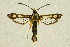  (Chamaesphecia cf. thomyris - CCDB-04616 A10)  @13 [ ] CreativeCommons - Attribution Non-Commercial Share-Alike (2010) Sesiidae Research Group Sesiidae Research Group